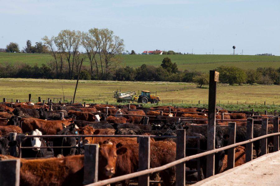 MGAP suspendió transitoriamente la exportación de ganado en pie para faena inmediata