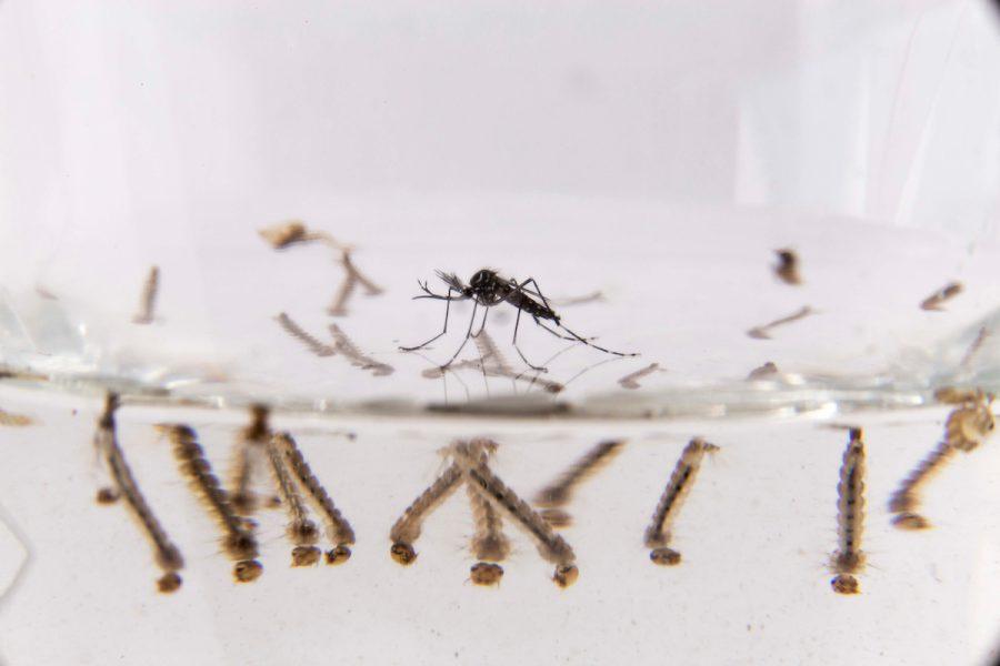 Uruguay tiene "circulación viral de dengue"