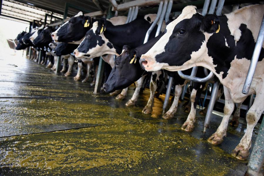 Tambo en un establecimiento agropecuario de Colonia Suiza. Nicolás Celaya /adhocFOTOS